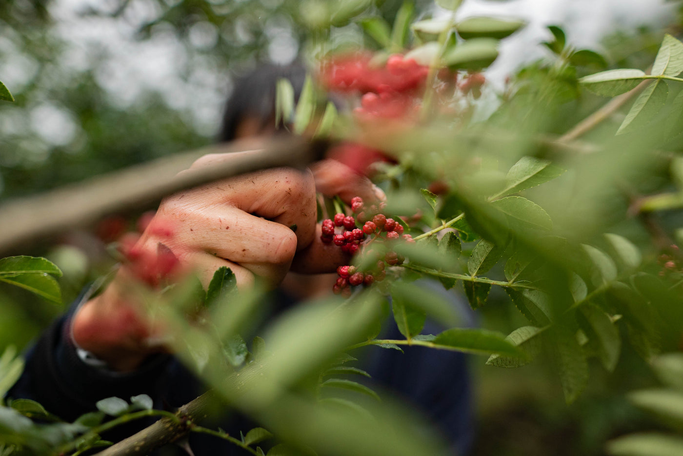Sichuan Harvest