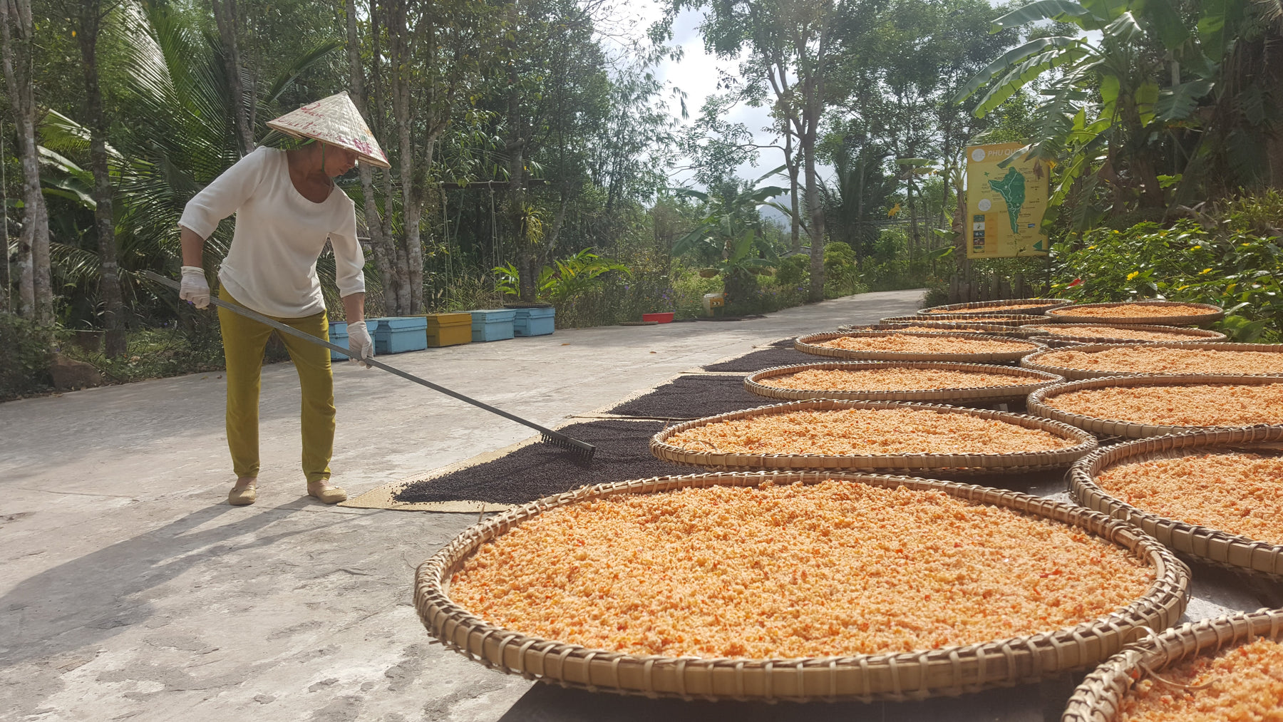 Phu Quoc Pepper Farm The Pepper Quest