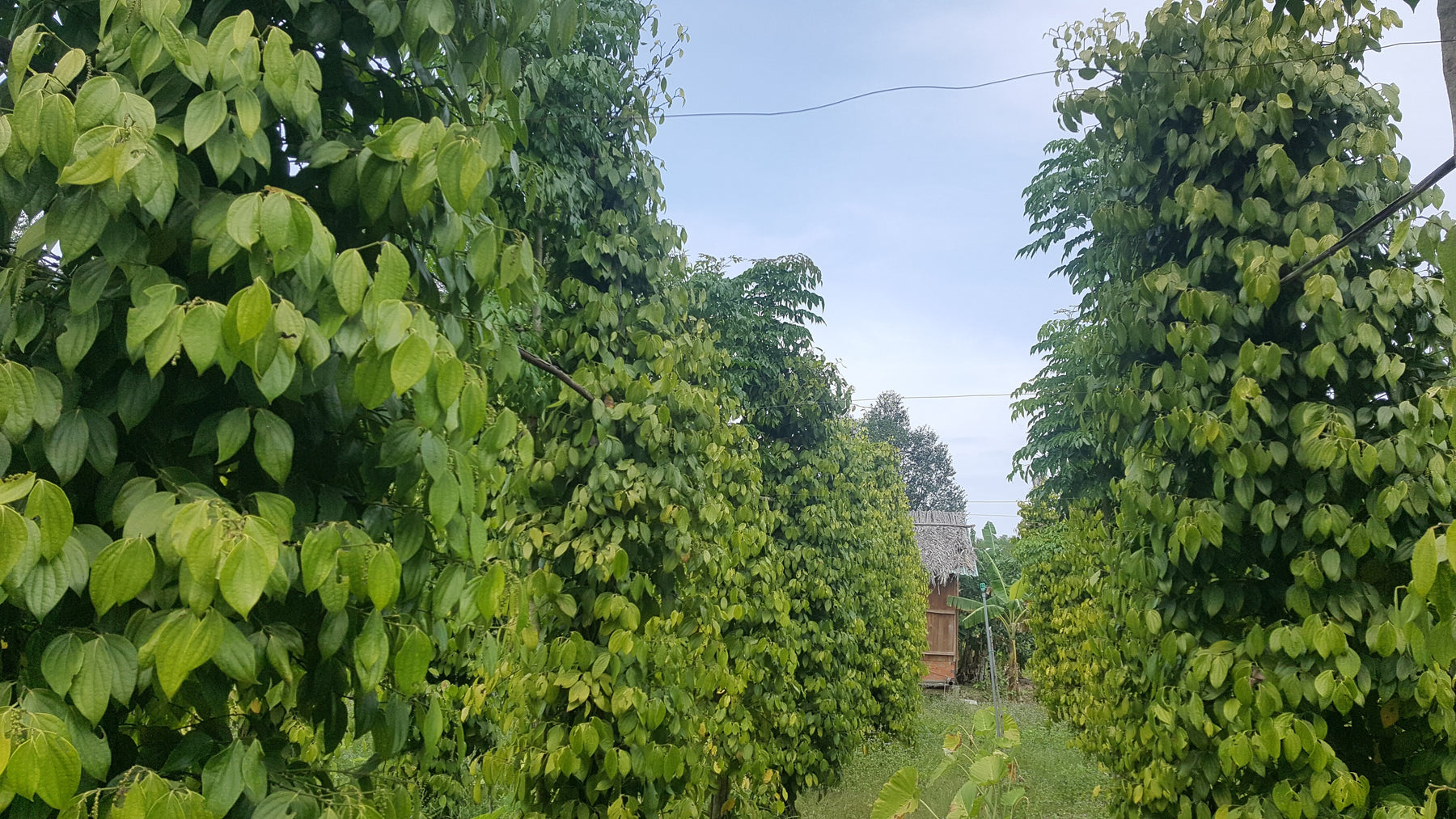 Phu Quoc Pepper Farm