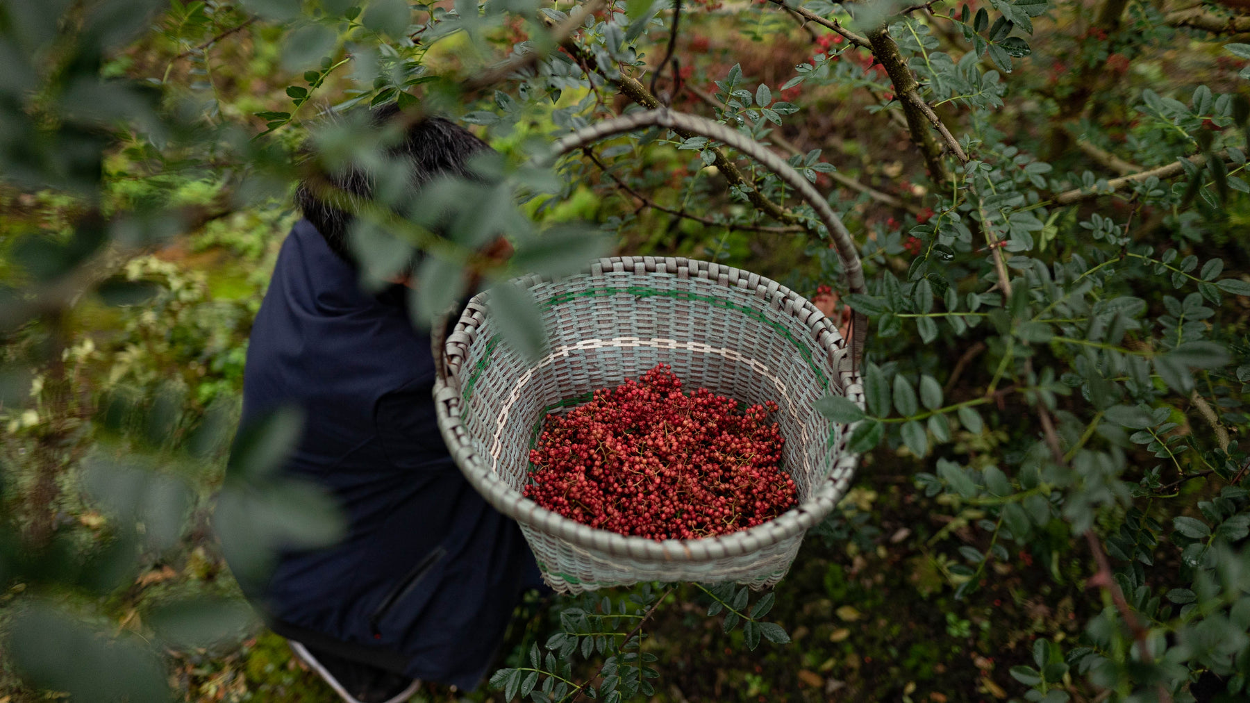 QingXi Sichuan Pepper