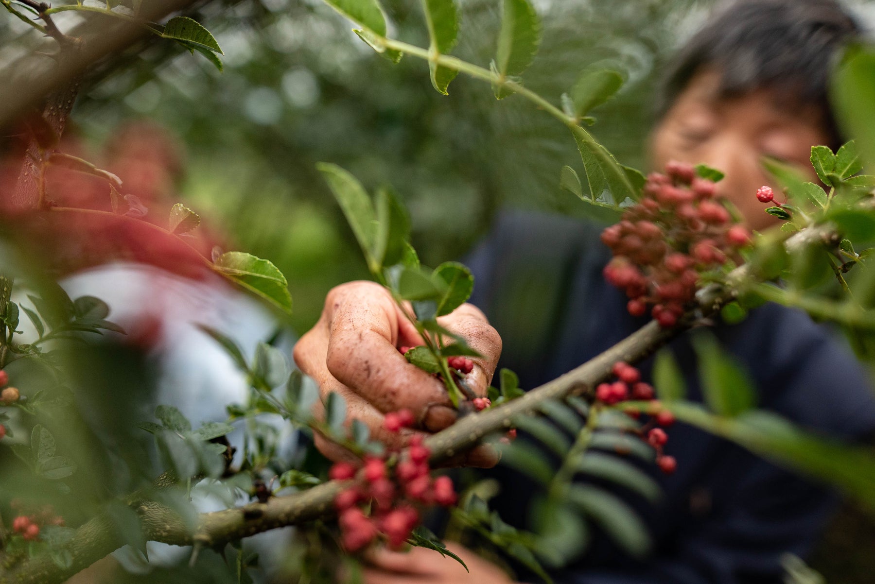 QingXi Sichuan Pepper