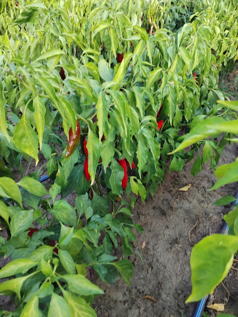 THE way to make Paprika