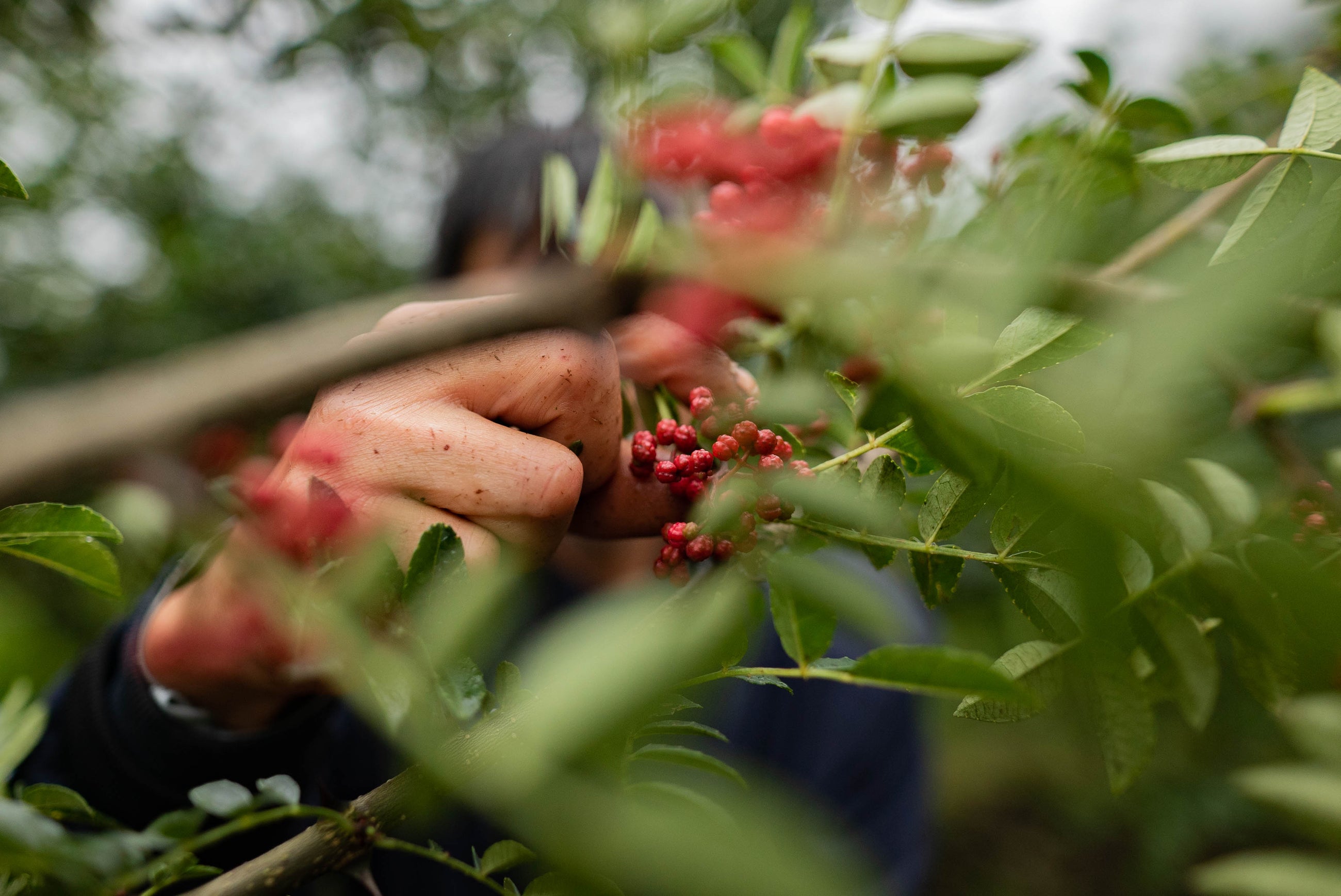 Sichuan Harvest