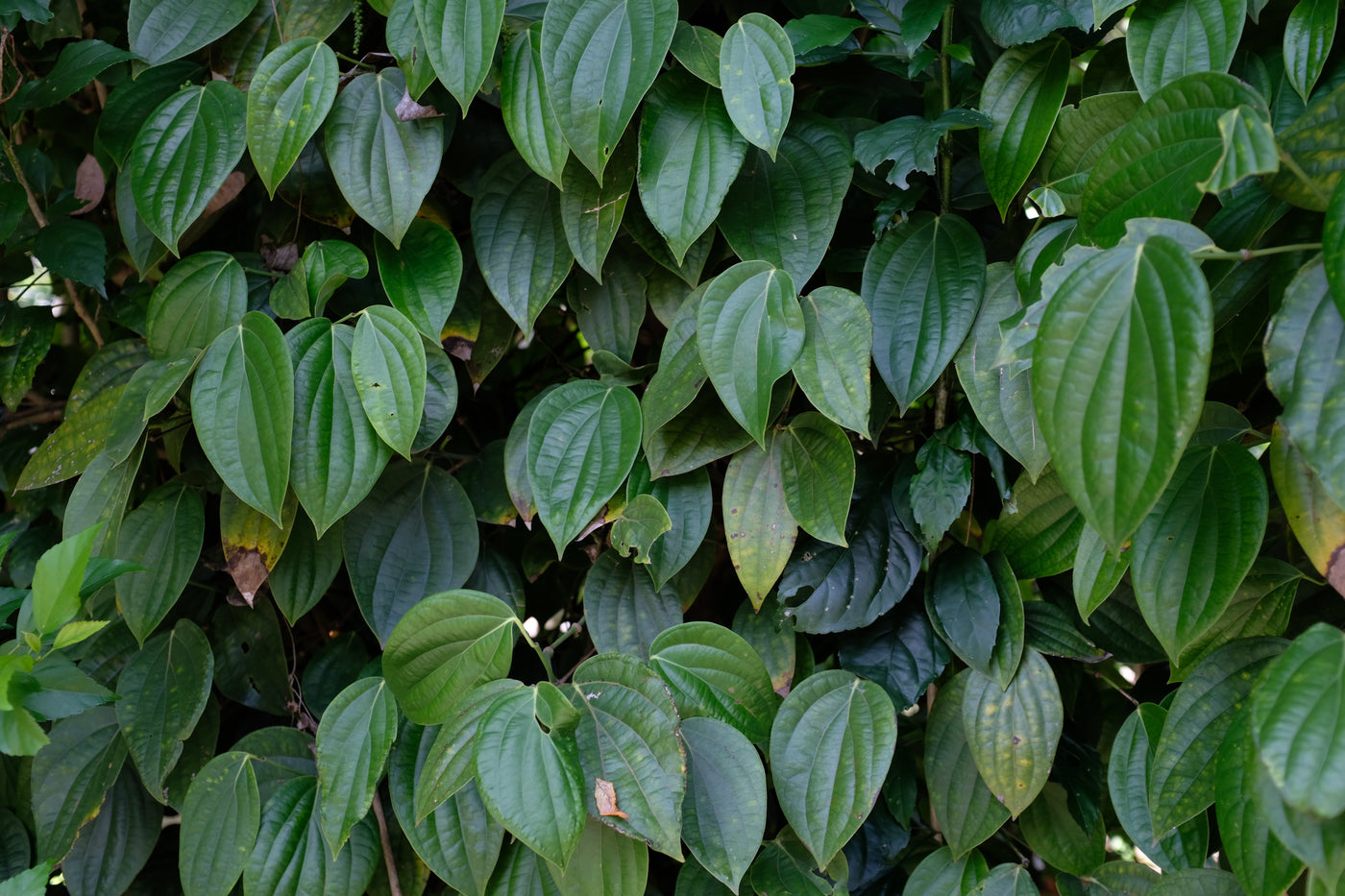 SRI LANKA