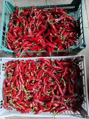 Szegedi Paprika Powder
