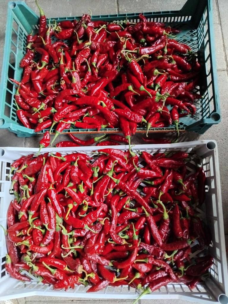 Szegedi Paprika Powder