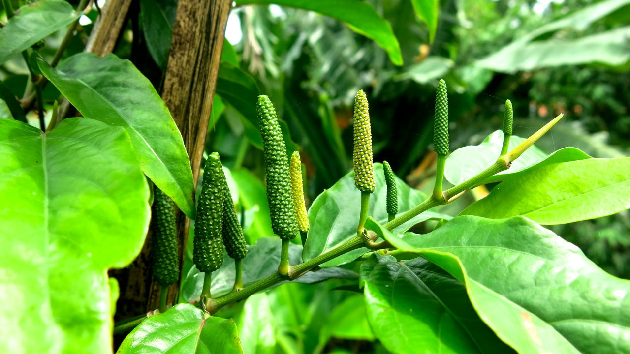 Vietnamese Long Pepper