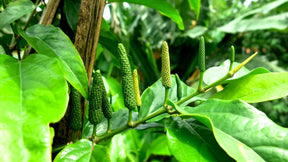 Vietnamese Long Pepper