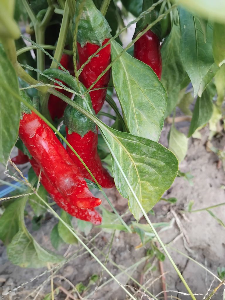 Szegedi Paprika Powder