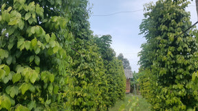 Phu Quoc Pepper Farm