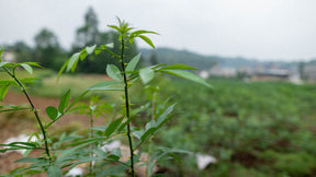 Jinyang Green Sichuan Peppar