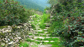 QingXi Tea Horse Road Han Yuan The Pepper Quest