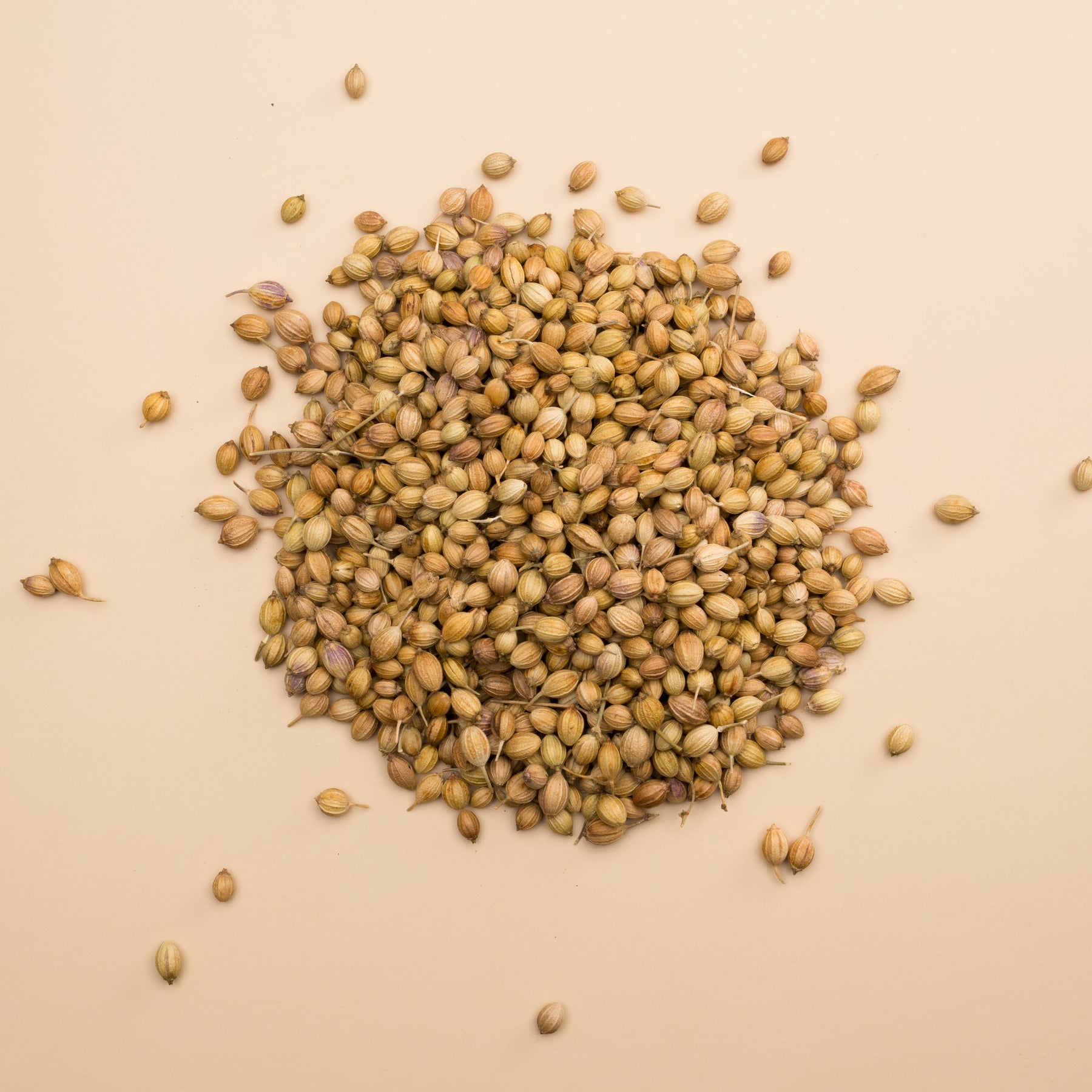 Quảng Nam Coriander Seeds